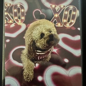 Dogtopia - Pet Boarding Near Me - Upland, California