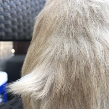 Pooch Pawlor Spa - Uneven cutting - Pet Groomers Near Me - Glendale, California Pooch Pawlor Spa - Uneven cutting - Pet Groomers Near Me - Glendale, California