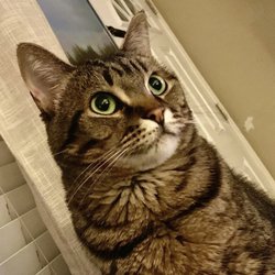 Tomlinson's - Our cat Indie