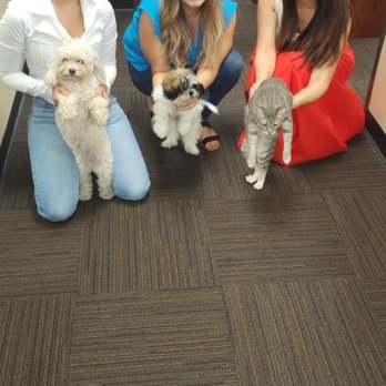 713 Abogado - (713) A-B-O-G-A-D-O BRING YOUR PET TO WORK DAY - Personal Injury Law Near Me - Houston, Texas 713 Abogado - (713) A-B-O-G-A-D-O BRING YOUR PET TO WORK DAY - Personal Injury Law Near Me - Houston, Texas