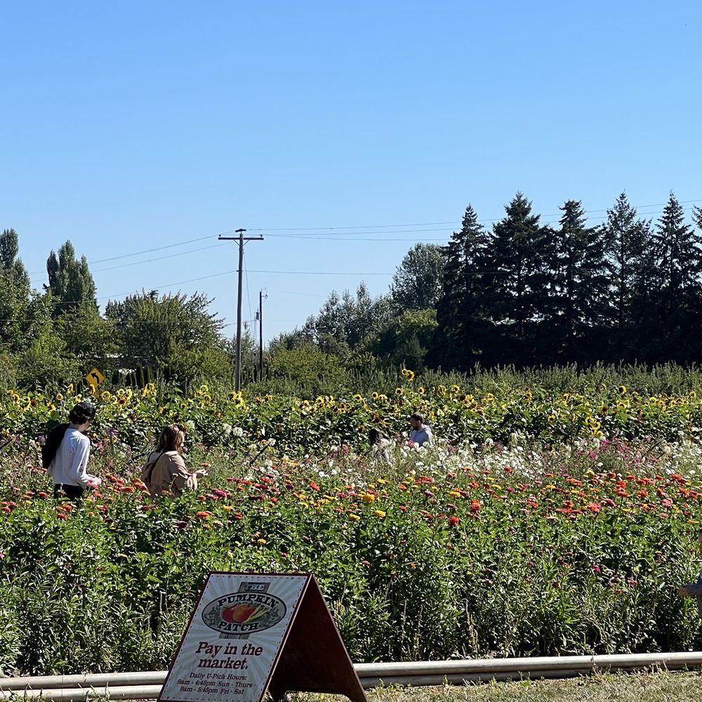 The Patio Cafe at the Pumpkin Patch - Flower picking next to us - Food Stands Near Me - Portland, Oregon The Patio Cafe at the Pumpkin Patch - Flower picking next to us - Food Stands Near Me - Portland, Oregon