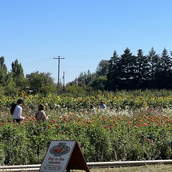The Patio Cafe at the Pumpkin Patch - Flower picking next to us - Food Stands Near Me - Portland, Oregon The Patio Cafe at the Pumpkin Patch - Flower picking next to us - Food Stands Near Me - Portland, Oregon