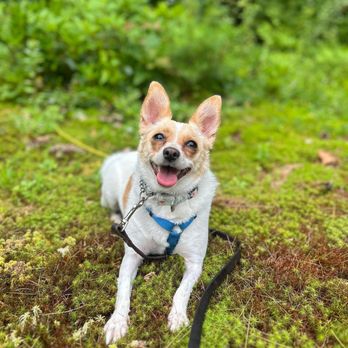 Ridgeside K9 New England - Pet Training Near Me Ridgeside K9 New England - Pet Training Near Me