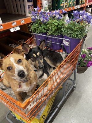 DEVORE ANIMAL SHELTER - Updated February 2026 - 98 Photos & 119 Reviews