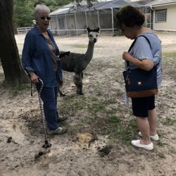 Funny Farm Alpacas - Meeting an alpaca up close
