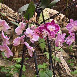 Jardin de Orquídes