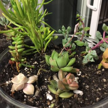 Azul and Verde Nursery - Nurseries & Gardening Near Me - Torrance, California Azul and Verde Nursery - Nurseries & Gardening Near Me - Torrance, California