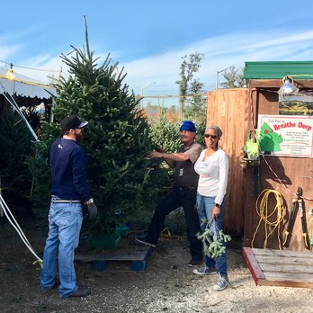 Severt's Tree Farm - Giving our tree a little shake and jiggle. - Christmas Trees Near Me - Gainesville, Florida Severt's Tree Farm - Giving our tree a little shake and jiggle. - Christmas Trees Near Me - Gainesville, Florida