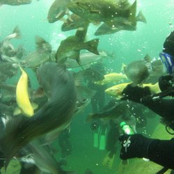American Dive Zone - Gilboa