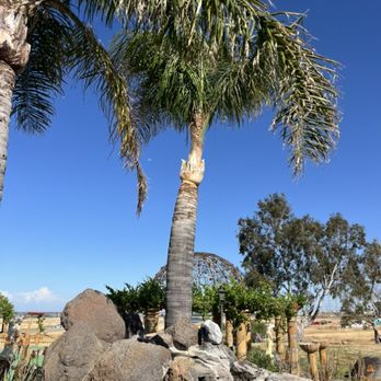 Saúl’s Modern Tree Services - Tree Services Near Me Saúl’s Modern Tree Services - Tree Services Near Me