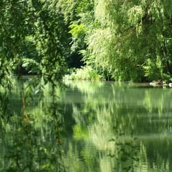 Schwammerlweiher