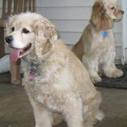 Animal Health Care Center of Hershey - Lilly and Champ.