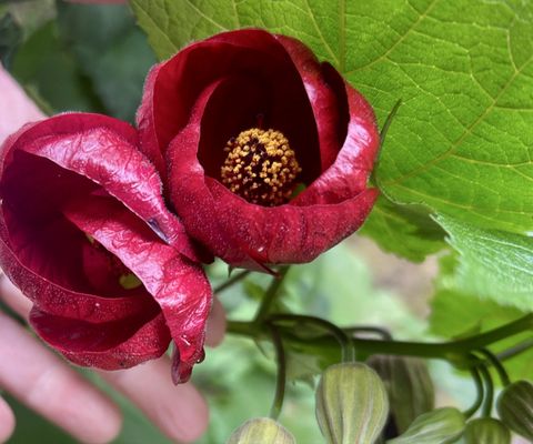 Filbert Steps by null