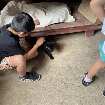 Boo Boo Zoo - So many cats to pet - Zoos Near Me - Haiku, Hawaii