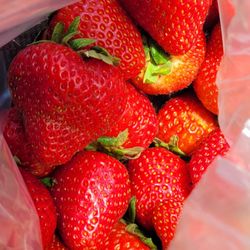 Yachats Farmers Market - Beautiful strawberries. $5/pint.