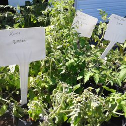 Davison's Greenhouse - $3.99 for garden starts is a bit steep.