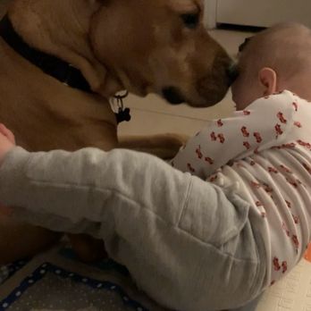 Hot Dog On a Leash - Cooper with his human brother, who is super gentle with! - Pet Training Near Me - Carlsbad, California Hot Dog On a Leash - Cooper with his human brother, who is super gentle with! - Pet Training Near Me - Carlsbad, California