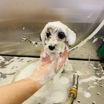 Your Valley Pet Groomer - Pet Groomers Near Me Your Valley Pet Groomer - Pet Groomers Near Me