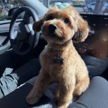 Brad’s Barkery - Our pup who was groomed at our normal groomer in SJ.  (Both pups are brothers from the same litter, very similar hair type) - Pet Stores Near Me - Carmel-By-The-Sea, California