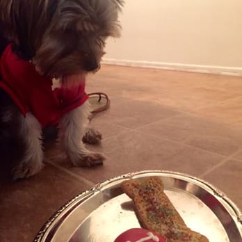 Redondo Dog - Lol his first birthday cupcake .... He was so confused. But he enjoyed it once we put it in his bowl - Pet Services Near Me - Carson, California