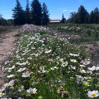 Cassidy Ranch - Pick Your Own Farms Near Me - Sonoma, California