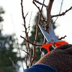 Crowley Tree Experts - SOON IT IS TIME TO DO FALL PRUNING - Call for a free estimate 847-338-1460
