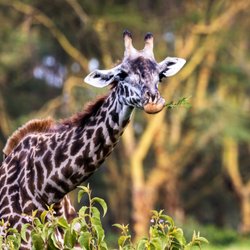 AfricanMecca Safaris