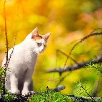 Island Veterinary Hospital - Veterinarians Near Me - Richmond, British Columbia Island Veterinary Hospital - Veterinarians Near Me - Richmond, British Columbia