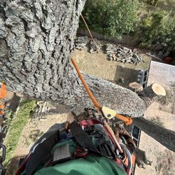 Take It Down Tree Service