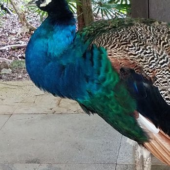 Iberostar Selection Paraíso Maya Suites - Peacock greeter - Resorts Near Me - Playa del Carmen, ROO Iberostar Selection Paraíso Maya Suites - Peacock greeter - Resorts Near Me - Playa del Carmen, ROO