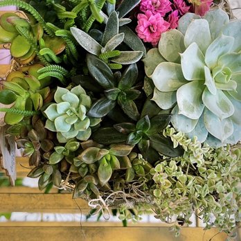 Utopia Caffe - Succulents - Breakfast & Brunch Near Me - Tustin, California