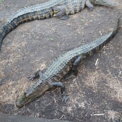 Crocodile Encounter - Crocs