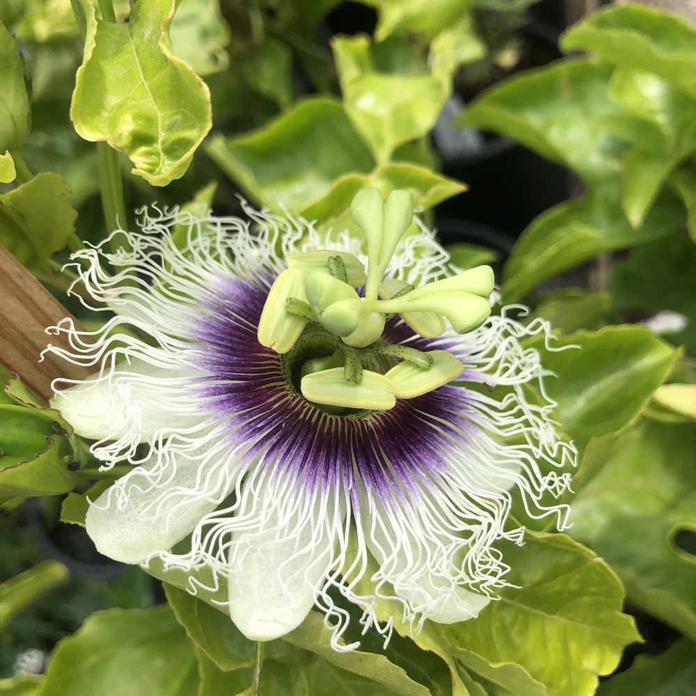Seaside Gardens - Passion Flower - Nurseries & Gardening Near Me - Carpinteria, California Seaside Gardens - Passion Flower - Nurseries & Gardening Near Me - Carpinteria, California