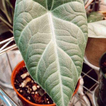 Plantiitas - Maharani alocasia - Home Decor Near Me - Long Beach, California Plantiitas - Maharani alocasia - Home Decor Near Me - Long Beach, California