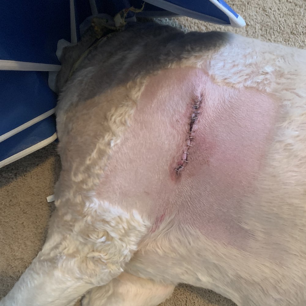 Denton County Animal ER - Staples - Emergency Pet Hospital Near Me - Denton, Texas