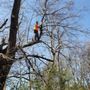 Photo of DTC Tree Service