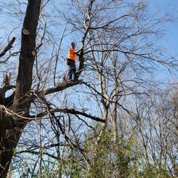 DTC Tree Service - New day! Dead tree over a fence! Bring it on