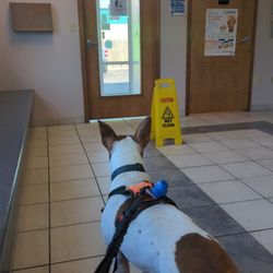 Southtowns Animal Hospital