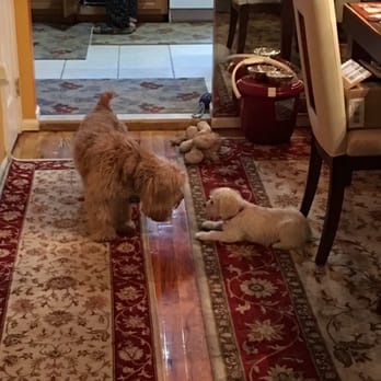 Anything's Pawsible - Max and Lilly back home after a week at everything's pawsible - Dog Walkers Near Me Anything's Pawsible - Max and Lilly back home after a week at everything's pawsible - Dog Walkers Near Me