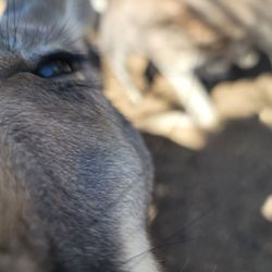 Movieland Animals