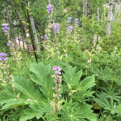 Nature Trail - Some flowers on the trail