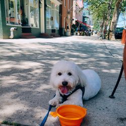 Dog friendly, outdoor dining