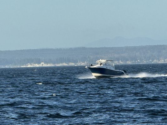 Lighthouse Park by null