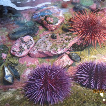 Hatfield Marine Science Center - tidepool touch tank - Aquariums Near Me - Newport, Oregon Hatfield Marine Science Center - tidepool touch tank - Aquariums Near Me - Newport, Oregon