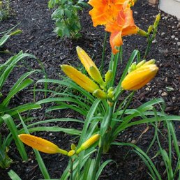 Rocket City Daylilies