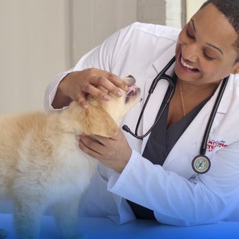 PetSmart Veterinary Services - Veterinarians Near Me - Stamford, Connecticut PetSmart Veterinary Services - Veterinarians Near Me - Stamford, Connecticut