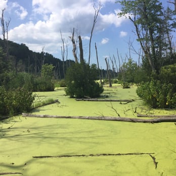 Flag Ponds Nature Park - An inland pond. - Parks Near Me - Lusby, Maryland