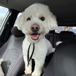 Groom At The Top