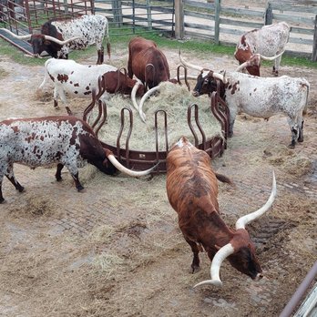 The Stockyards - Local Flavor Near Me - Fort Worth, Texas The Stockyards - Local Flavor Near Me - Fort Worth, Texas