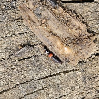 Uncled Ants - Termite Queen - Pest Control Near Me - Lafayette, Indiana Uncled Ants - Termite Queen - Pest Control Near Me - Lafayette, Indiana